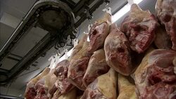 Shanks of meat hang from hooks in a processing plant. Stock Footage