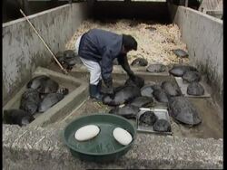 VOICED Conservationists battle to save smuggled turtles News Clip