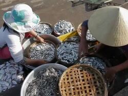 WS Women Selling Fish by Side of Road / Hoi An, Vietnam Stock Footage