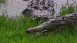 An alligator scoots across the grass on a riverbank while another alligator watches from the water. Stock Footage