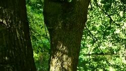 Forrest with pond Stock Footage