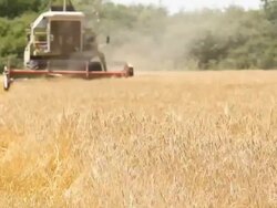 Combine harvesting a field of wheat Stock Footage