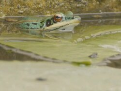 Green frog Stock Footage
