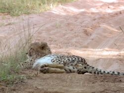 WS PAN View of Cheetah lying in dirt road, turns over, Entabeni Game Reserve / Limpopo, South Africa Stock Footage