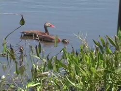 Pair of Black-Bellied Whistling Ducks Feeding Stock Footage