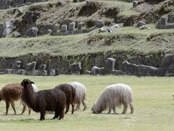 MS Llamas eating grass / Cuzco or Cusco, Peru Stock Footage