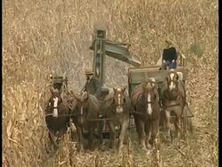 MS high angle, Amish couple operating horse-drawn harvester, moving to camera Stock Footage
