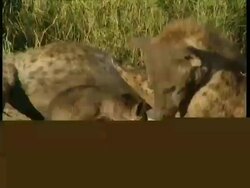 MCU Hyena parent licking cub Stock Footage
