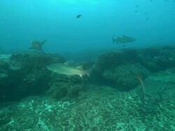 MS Shot of Ragged tooth shark aggregation swimming and drifting with current above coral reef and seabed / Aliwal Shoal, Kwa Zulu Natal, South Africa Stock Footage