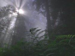 WS POV SLO MO View of redwood national park with sunbeam / Redwood National Park, California, USA Stock Footage