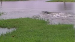 A crocodile glides into a river while another, larger crocodile splashes toward it. Stock Footage