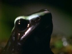Poison Dart Frog, BCU frog portrait, facing right, jumps forward.  Panama. Stock Footage