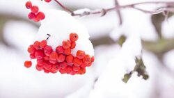 Rowan berries covered with snow. Stock Footage