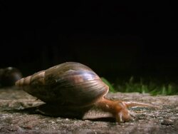 T/L Achatina Fulica HD1080,NTSC,PAL Stock Footage