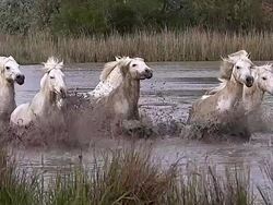 WS SLO MO TS View of Camargue Horses Herd galloping through Swamp / Saintes Marie de la Mer, Camargue, France Stock Footage
