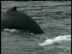 CU humpback whale diving, tail fluke rises up as it submerges, Arctic circle Stock Footage
