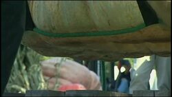 Pumpkin growing prodigy unveils world record fruit News Clip