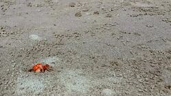 crab in the sand in a hole in ecuadorian beach in montaÃ±ita Stock Footage
