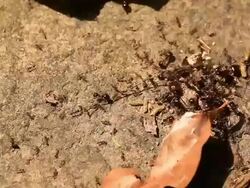 Ants attack insect Stock Footage