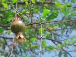 Pomegranates on the tree Stock Footage
