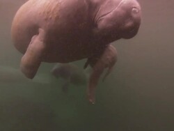 Manatees baby and mother, rolls, travel, Florida, North Atlantic Ocean  Stock Footage
