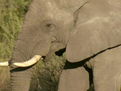MS Elephant standing and grazing on dried grass and vegetation / Okavango Delta, North West District, Botswana Stock Footage