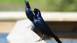 Two boat-tailed Grackles clucking Stock Footage