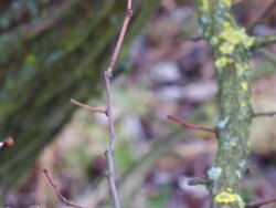 Lichen Stock Footage