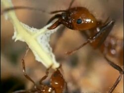 CU Leaf Cutter Ants (Atta) preparing fungus in chamber of nest, Costa Rica Stock Footage