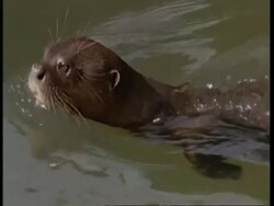 CU Otter swimming, dives underwater, South America Stock Footage
