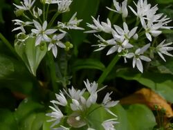 T/L Wild Garlic (Allium ursinum) flowers emerging, United Kingdom, MS, Top shot Stock Footage