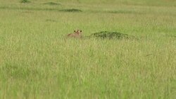 Lioness Hunting / Preying at wild Stock Footage