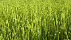 Paddy rice - Rice field Stock Footage