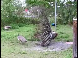 Peacock Being Rejected by an Indifferent Peahen Stock Footage