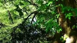 Forrest with pond Stock Footage