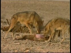 Grey Wolves, Canis lupus,  feeding, eating a lamb carcass, MS, Negev Desert, Israel Stock Footage