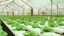 HD : Hydroponic Vegetable Farm Stock Footage