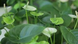 Green Anthurium blooming Stock Footage