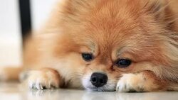 pomeranian dog sleeping Stock Footage