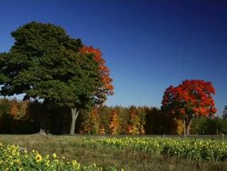 CRANE DOWN: Autumn Stock Footage