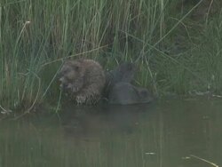 River rat 13 - HD 1080/60i Stock Footage