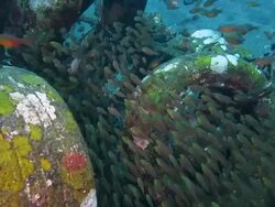 School of fish hide in tires Stock Footage