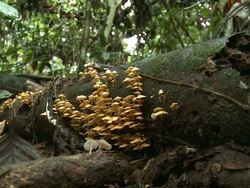 Toadstools on fallen tree trunk, Maliau Basin, Sabah, Borneo Stock Footage
