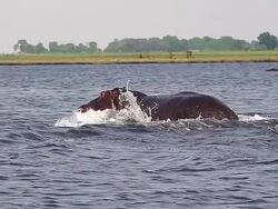 MS SLO MO TS Hippopotamus amphibius running into Chobe River at Okavango Delta / Chobe Game Reserve, Botswana, South Africa Stock Footage