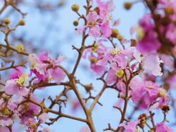 Pink trumpet tree with blue sky Stock Footage