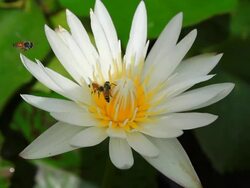 Bee on Water Lily Stock Footage