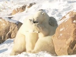   MS TU Two polar bears play fighting in snow / Churchill, Manitoba, Canada  Stock Footage