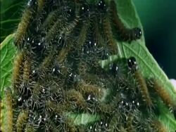 CU hatched caterpillars smothering leaf, Botswana, Africa Stock Footage