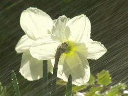 Various Hosepipe & Garden Sprinkler Usage News Clip