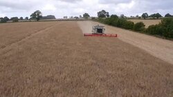 Combine Harvesting Rapeseed, Aerial View Stock Footage